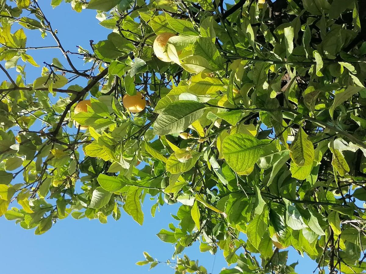 カリヴェス Lemon Tree Houseヴィラ エクステリア 写真